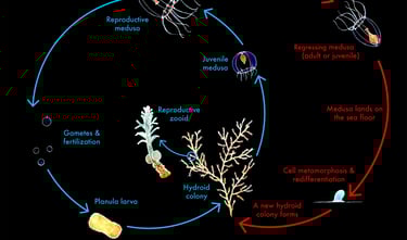 Diagrama do ciclo de vida da água-viva imortal mostrando as fases de larva, pólipo e medusa.