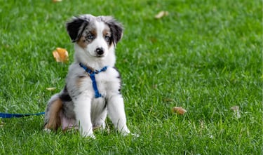 chiot profitant d'un jardin propre sans crottes, nettoyé par La Vie Sans Crotte