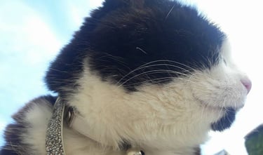 Family Pet Susie