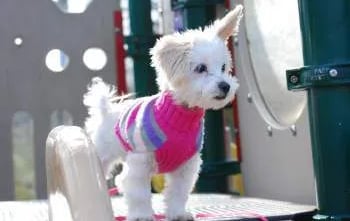white maltipoo puppy in a pink harness