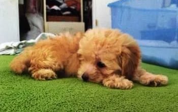 small red maltipoo sleeping 
