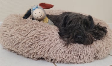 Tessie, Schnauzer nain noir se détend