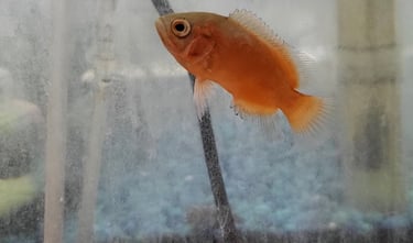 Oscar - Pet Den