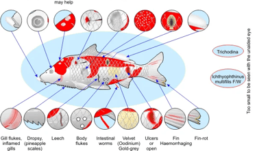 Disease and Parasites