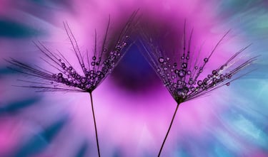 Dandelion and Pink Spider