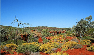 The vibrant colour bushes and trees of the red soil outback in Karijini National Park