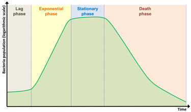 Typical dynamics of a bacterial population grown in a petri dish