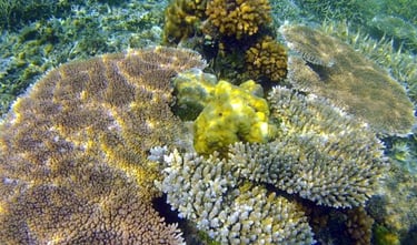 Swim with vibrant coral reefs and marine life on your Palawan expedition tour