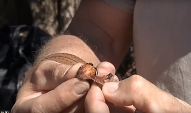 Une noix d'Argan est dépulpée pour extraire le noyau