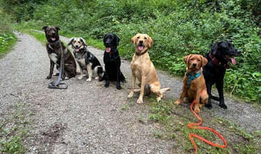 Sechs Hunde befolgen das Kommando Sitz und warten brav im Wald