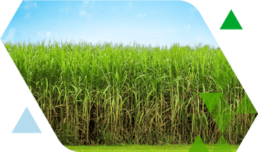 predizer ingenios caña de azucar