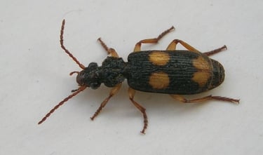 Besouro-bombardeiro Brachinus crepitans, conhecido por seu mecanismo de defesa explosivo.