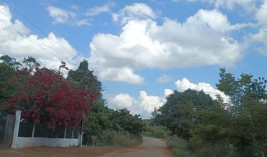 plantas e céu