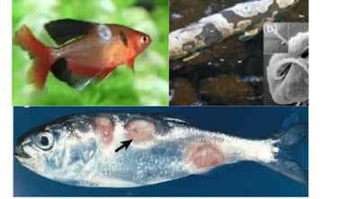 Common Fungal Pathogens in Fish
