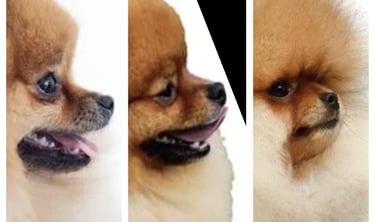 venta perro pomerania