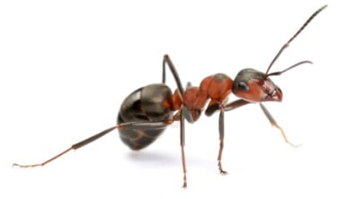 ants