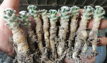 a person holding a bunch of plants that are growing