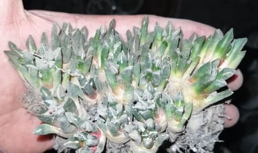 a person holding a plant with green leaves