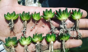 a person holding a bunch of green plants