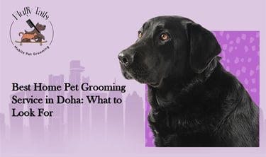 Best Home Pet Grooming Service in Doha At-Home Dog & Cat Grooming