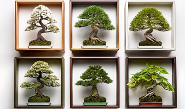 variety of bonsai indoor & Outdoor plants