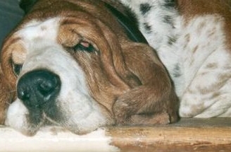 Sleeping basset, crumpled basset, basset hound