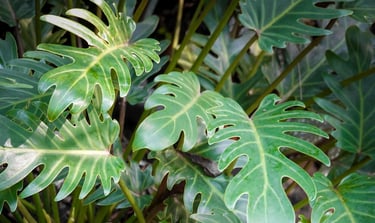 Example of lobed leaves on a Philodendron xanadu