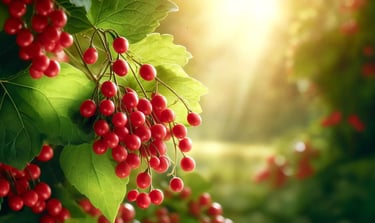 schizandra