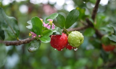 acerola