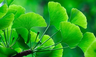 ginkgo biloba leaves