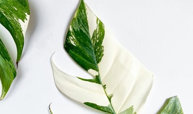 Mature Epipremnum Pinnatum Albo Variegata leaves with split fenestrations and holes