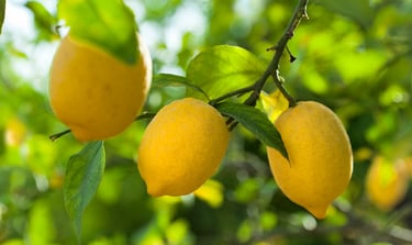 lemons on tree