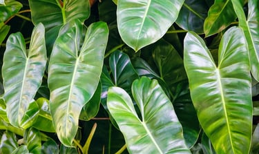 Philodendron Congo
