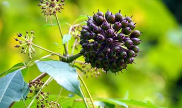 Siberian ginseng