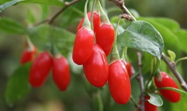 goji
