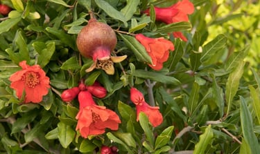 pomegranate