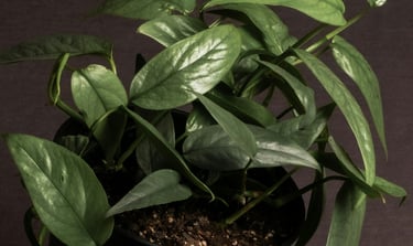 Juvenile Epipremnum Cebu Blue with no fenestrations