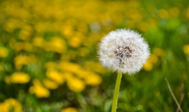 dandelion