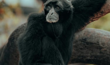 Photo by Osmany Mederos: https://www.pexels.com/photo/black-monkey-on-brown-tree-branch-14357623/