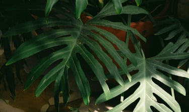 Mature Philodendron bipinnatifidum leaves