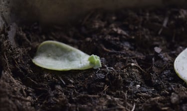 Cactus propagation on soil