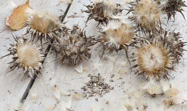 milk thistle seeds