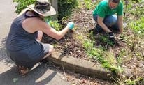 An FOPM volunteer weeding park landscape