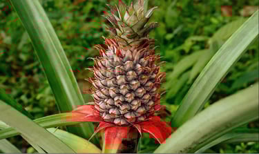pineapple
