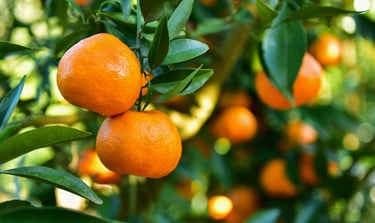 citrus