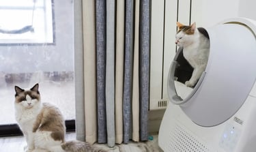 chats qui profitent de la propreté de leur robot litière en tant que zone d'aisance favorite