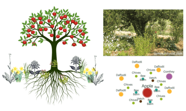 Permaculture Guilds