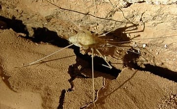 Cave Cricket Nullabor