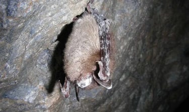 North American Little brown bat with white nose sydnrome