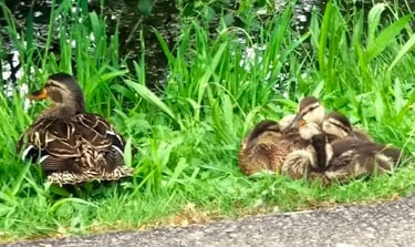 Portland, OR -Momma and baby ducks at Commonwealth Park